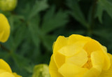 Kwiat pełnika europejskiego (Trollius europaeus) 