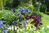 fioletowo-niebieskie klimaty wiosenne - irysy, orliki
