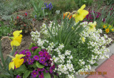 Grupka wiosennych kwiatów