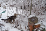 Kot Kajtek z zaciekawieniem poznaje zimę.