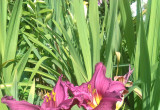 liliowce - kolorowe kwiatki dla początkującego ogrodnika
