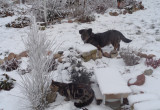 Pies Tupek podziwia magie zimy.