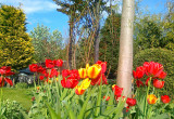polskie tulipany - co roku jest ich coraz więcej