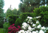 rododendrony w narodowych barwach