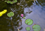 Lilie wodne w trakcie kwitnienia .