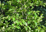 Magnolia oraz tojeść rozesłana jako roślina okrywowa.