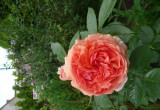 Róża Chippendale