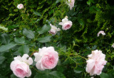 Róża Larissa