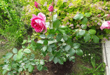  Róża Louise Odier potrafi kwitnąć bardzo obficie do późnych przymrozków, a jej płatki nadają się na konfitury.