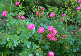 Róże okrywowe są bardzo odporne na choroby grzybowe i występowanie szkodników. Co roku obficie kwitną. 