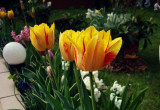 gdy na niebie brakuje słońca wystarczy spojrzeć na piękny kolor tulipanów