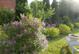 Lilak i rabata z rododendronami.