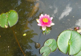 Lilia wodna podczas kwitnienia.