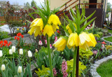 Od wczesnej wiosny królują u nas rośliny cebulowe: krokusy, tulipany, hiacynty oraz wspaniałe korony cesarskie
