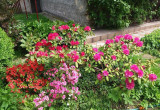 rododendrony dodające naszemu ogrodowi uroku