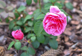 Róża odmiany Louise Odier o jadalnych płatkach, świetnie nadaje się na wszelkiego rodzaju konfitury.