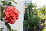 Różana pergola. W czerwcu kwitną wszystkie trzy- róża angielska i dwie pozostałe- pnące. A u stup towarzyszy im szałwia. Migdałek zachęca do odwiedzania już w kwietniu.