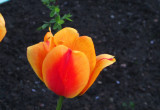 tulipan pomarańczowy 