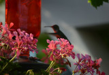 zdjęcie kolibra zrobione przez okno 