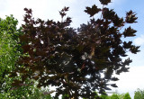 Lilie drzewiaste pod bordowo listnym klonem.