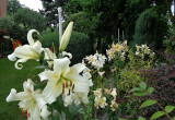 najbardziej efektowne, piękne kwiaty w ogrodzie :) które goszczą i roztaczały po całym ogrodzie subtelny zapach 