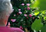 Ogród różany 2