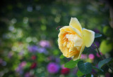 Ogród różany 3
