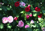 Ogród różany 4