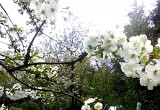 Początek kwietnia i kwitnące drzewka owocowe.