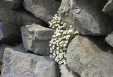 Rośliny skalne