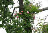 Róża na drzewie .