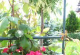 Skalny ogród - róże królowe lipcowej pory