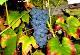 W cieple lato winogrona dojrzewają już w sierpniu.
