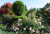 Kilka krzewow róż to romantyczny akcent w ogrodzie