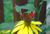 Motyle też pracują w naszym ogrodzie