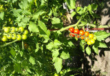 Pierwsze dojrzewające pomidorki