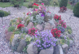 Skalniak obsadzony kolorowymi kwiatami dzwonek beskidzki zeniszki, begonia boberek, rozchodnik,gozdziki,mrozy