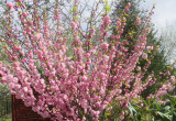 Urocze drzewko „Migdałka”- ozdoba ogrodu od wczesnej wiosny.
