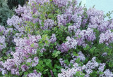 Wiosną cały ogród wypełniony jest zapachem lilaka Meyera.