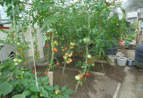 Dojrzewające pomidory i papryka