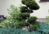 Kolejne z moich dzieł , bonsai formowany z żywotnika