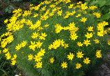 Nachyłek okółkowy rozświetla ogród złotymi gwiazdkami kwiatów