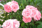Te wielokwiatowe róże wspaniale czują się w naszym ogrodzie. 