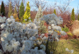 Zawilce japońskie późną jesienią przypominają bawełnę