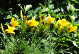 Żółte lilie ozdobą ogrodu.