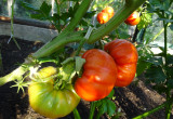 Pomidory Brutus nie mają dużo owoców ale są smaczne i duże.
