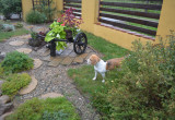 Swoje miejsce w ogrodzie ma też pies ogrodnika :)
