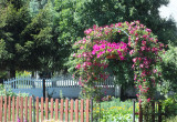 Wejście do ogrodu warzywnego zdobi pergola z powojników