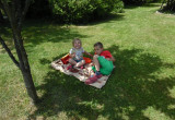 piknik w cieniu śliwki