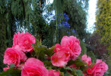 Begonia w pięknym kolorze różowym.